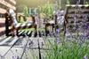 Stauden Gänge 100 x Lavandula angustifolia 'Hidcote Blue' - Produktbild-Vorschau 3