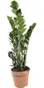 Glücksfeder FloraSelf Zamioculcas zamiifolia H 80-100 cm Ø Produktbild-Vorschau 3