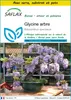 SAFLAX Ensemble de culture - Glycine arbre - 15 graines - Voir les images du produit 1
