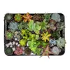 Mélange de succulentes - ↕ 5-10 cm - ⌀ 5,5 cm - lot de 30 Voir les images du produit 1