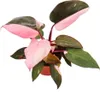 Filodendron Pink Princess - rózowo-czarny przyjaciel drzewa Podgląd zdjęcia produktu 2