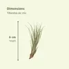 Tillandsia Air Mix, 20 kusu vzdušných rostlin, prumer 6cm, Náhled obrázku produktu 4