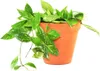 Gardners Hoya carnosa Gracilis, průměr 12 cm Náhled obrázku produktu 1