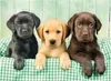Clementoni Three Labs puzzle 1000 ks Fauna Náhľad obrázku produktu 6