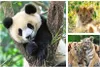 Panda, Tiger und Löwe Ravensburger 05666 Produktbild-Vorschau 5