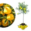 Meine Orangerie Yuzu Baum- Citrus Junos - 110-130cm - Produktbild-Vorschau 1