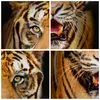 Bild auf Leinwand - Leinwandbild - tiger tier - 70x70cm - Produktbild-Vorschau 8