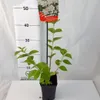 Jaśminowiec Rosace 1L Podgląd zdjęcia produktu 5
