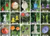 Maiglöckchen auf Stab Gartenflair 1 (90cm) Produktbild-Vorschau 7