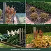 Stauden Gänge 1 x Astilbe japonica 'Deutschland' im 0,5 Produktbild-Vorschau 6