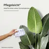 IvoQ Strelitzia - Plante artificielle de 210 cm - Grande Voir les images du produit 3