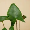 Bloomique - Alocasia Zebrina - Elephant Ear - Roślina Podgląd zdjęcia produktu 6