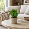 Crassula gollum - Lepelplantje - Zeldzaamheid - 17 cm pot - Productafbeelding-voorbeeld 2