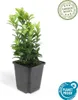 Japonské vreteno Euonymus japonicus 'Green Spire' - 60 Náhľad obrázku produktu 3