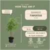 Planten van Frank | 6 bambusplanten | Fargesia rufa | Productafbeelding-voorbeeld 4