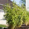 Bloomique - Zestaw 6 szt. - Fargesia Rufa - Bambus - Podgląd zdjęcia produktu 2