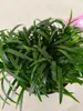 A close-up overhead view of a potted plant with many thin, dark green leaves. Náhľad obrázku produktu