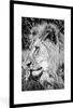 MuchoWow® Gerahmtes Poster Löwe - Tiere - Wild 60x90 cm - Produktbild-Vorschau 1
