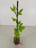 Set di 3 Limoni Swingle - Citrus citrumelo - Difficili da Anteprima dell’immagine prodotto 4