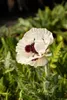 Papaver orientale 'Royal Wedding', Türkischer Mohn, weiß, Produktbild-Vorschau 5