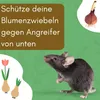 12er Set Pflanzkörbe für Blumenzwiebeln Pflanzschalen Produktbild-Vorschau 3