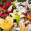 Lilien Zwiebeln Winterhart Mehrjährig - Riesen Lilien Baum Produktbild-Vorschau 2