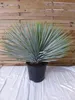 [Palmenlager] XL Yucca rostrata 80 cm - Kugelkopf im großen Produktbild-Vorschau 2