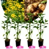 Set mit 4 Helianthus tuberosus 'Bianca' – Topinambur – Produktbild-Vorschau 1