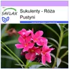 SAFLAX - Róża Pustyni - 8 Nasiona - Adenium obesum Podgląd zdjęcia produktu 8