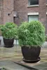 KOTARBAU® Garten Blumentopf ⌀ 31cm Keramik glasiert Graphit Produktbild-Vorschau 3