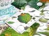 Věčně zelený Náhled obrázku produktu 4