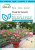 SAFLAX Set regalo - Rosa del deserto - 8 semi - Adenium Anteprima dell’immagine prodotto 1