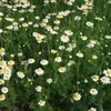 6 x Römische Scheinkamille - Chamaemelum nobile  | Topf 9cm Produktbild-Vorschau 1
