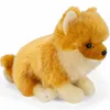 Carl Dick Spitz nano, cane di Pomerania seduto, cane, circa Anteprima dell’immagine prodotto 12