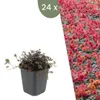 Plants by Frank | 24 Stachelnuss Pflanzen | Acaena Produktbild-Vorschau 1