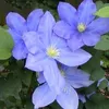 2 x  Waldrebe  - Clematis 'Hf Young'  | 50-60 cm in Produktbild-Vorschau 1