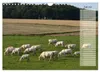 Glückliche Kühe (Wandkalender 2027 DIN A4 quer), CALVENDO Produktbild-Vorschau 9