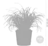 Bloomique - Zestaw 3 szt. - Cyperus Zumula - Trawa dla Podgląd zdjęcia produktu 5