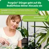 Purgrün Alocasia-Dünger | Flüssigdünger für Alocasien | 1L Produktbild-Vorschau 6