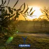 YBARRA Olivenöl Clásico Afrutado 500ml Produktbild-Vorschau 5