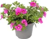 Magic bell - Mini petunia pendente - Calibrachoa - Vaso da Anteprima dell’immagine prodotto 2