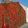 Parthenocissus tricuspidata 'Veitchii', Wilder Wein, 40–60 Produktbild-Vorschau 10