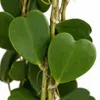 Hoya kerii - Plante en forme de cœur - Plante mère Voir les images du produit 2
