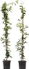 Sternjasmin - 2 Stk - Trachelospermum jasminoides - Höhe Produktbild-Vorschau 1