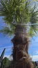 A palm tree against a blue sky. Produktbild-Vorschau