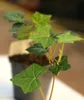 10 kusů břečťan irský Hedera hibernica stálezelená popínavá Náhled obrázku produktu 2