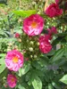 Kletterrose Perfumy Siluetta ® - Rosa Perfumy Siluetta ® - Produktbild-Vorschau 1