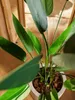 Smaragdová umělá rostlina Heliconia zelená 125 cm 419837 Náhled obrázku produktu 8