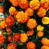 Studentenblumen Bonita Mischung Samen - Tagetes patula - Produktbild-Vorschau 3
