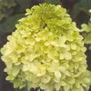 2 x  Hortensie  - Hydrangea paniculata 'Limelight'  | 40-50 Produktbild-Vorschau 2